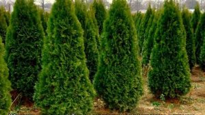 Уход за туей весной и после посадки на улице