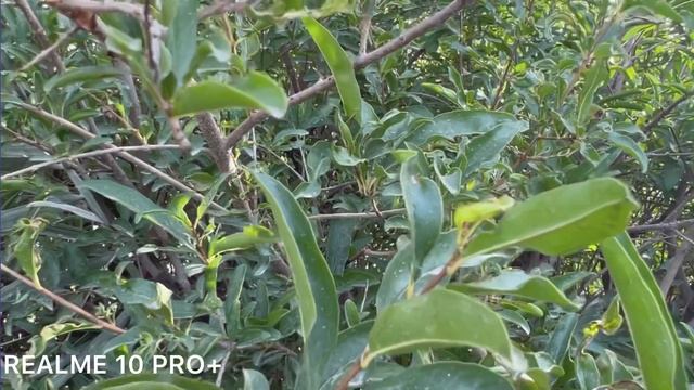 Realme 11 Pro Plus vs Realme 10 Pro Plus Camera Comparison смотреть онлайн