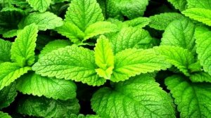 Мелисса польза. Нам мелисса известна под названием «мята лимонная»