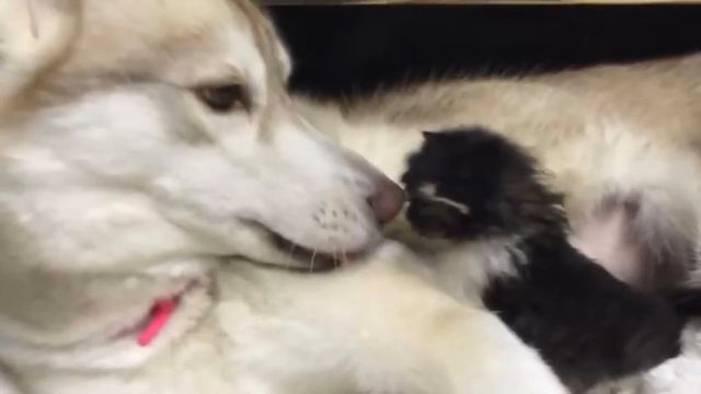 Они подобрали чуть живого котенка и принесли его домой. Реакция Хаски поразила всех! смотреть онлайн