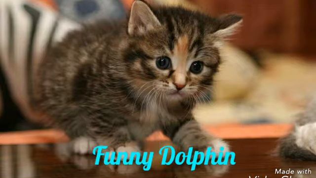 Funny Dolphin| От луны до марса. смотреть онлайн