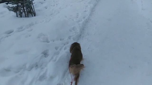||АНГЛИЙСКИЙ КОКЕР СПАНИЕЛЬ|| мини vlog, прогулка смотреть онлайн