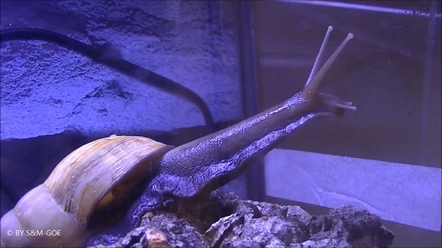 Achatschnecke (Achatina fulica rodatzi) смотреть онлайн