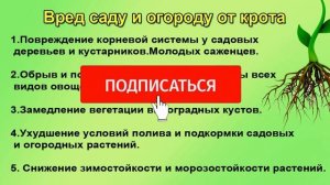 Кроты. Надежное средство от них. Алфос - крот.