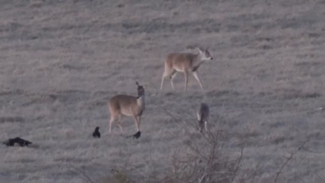 Sony DSC-HX100v Whitetail Deer Early Morning смотреть онлайн