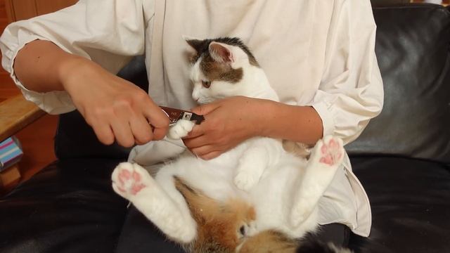平和過ぎる爪切りとねこ２。-Too peaceful cat's nail clippers 2.- смотреть онлайн