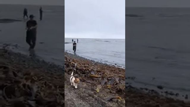 Рыбалка.Ловим горбушу. Наживка " Тасман, мини Атом, китайский воблер" смотреть онлайн