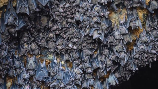 Летучие мыши. Интересные факты. Для детей. смотреть онлайн