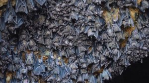 Летучие мыши. Интересные факты. Для детей.