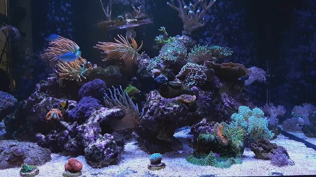 VLOG reef tank 400L. Центропиг биколор. Рыба лиса. Грунт. смотреть онлайн
