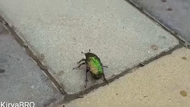 Изумрудный жук?/Beetle of emeralds? смотреть онлайн
