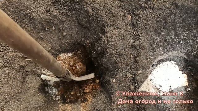 ПОЛОЖИТЕ ЭТО В ЛУНКУ ПРИ ПОСАДКЕ ТОМАТОВ! ПОМИДОРЫ БУДУТ С ГОЛОВУ! ПОДКОРМКА ПРИ ПОСАДКЕ В ГРУНТ смотреть онлайн