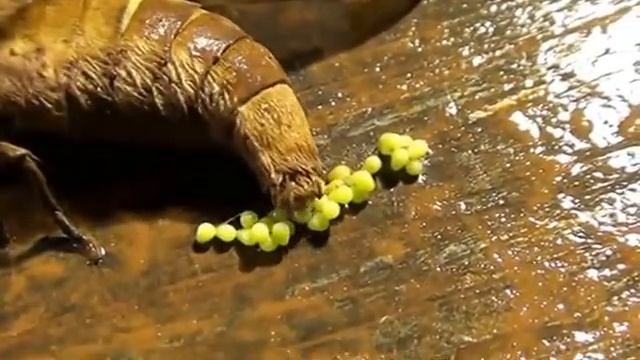 Бабочка откладывает яйца смотреть онлайн