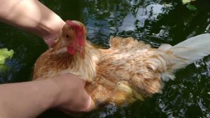 Как отучить курицу от насиживания яиц САМЫЕ ГУМАННЫЕ и действенные СПОСОБЫ/Should You Get Chickens