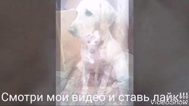 Мой пёс Чип смотреть онлайн