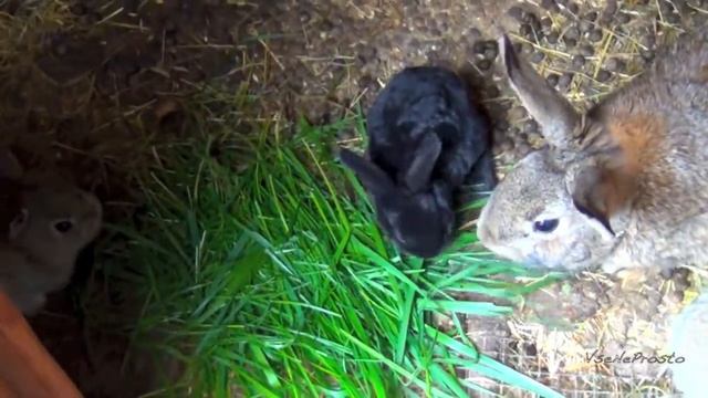 Крольчата дружно кушают травку смотреть онлайн