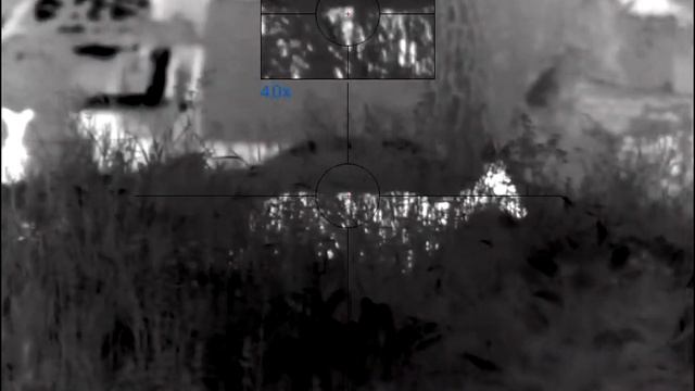 Pulsar Trail 2 LRF XP50 - Live & Wild footage. Two Roe Deer close смотреть онлайн