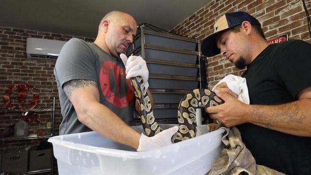 Egg Bound Ball Python - How To Get Eggs Moving Again смотреть онлайн