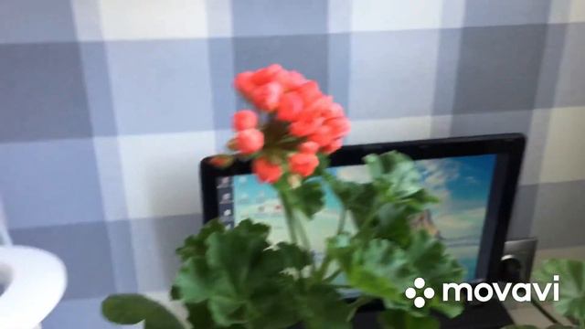 Супер удобрения для пеларгонии весной и летом🌸 смотреть онлайн