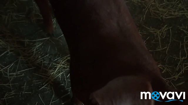 ПЛЕМЕННЫЕ СВИНЬИ ПОРОДЫ ДЮРОК . смотреть онлайн