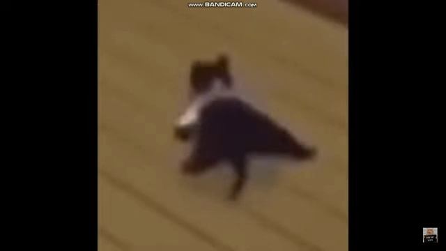 cat dance. смотреть онлайн