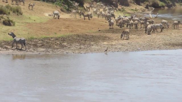 Часть 1 Кения Масаи-Мара .Стадо зебр было атаковано крокодилами при переправе через реку смотреть онлайн
