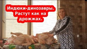 Выращивание индюков тяжелый кросс хайбрид конвертер // Итоговый вес индейки