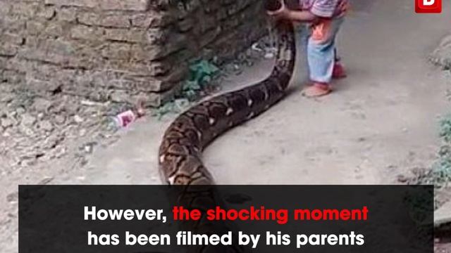 Laughing parents film toddler playing around with a giant python смотреть онлайн