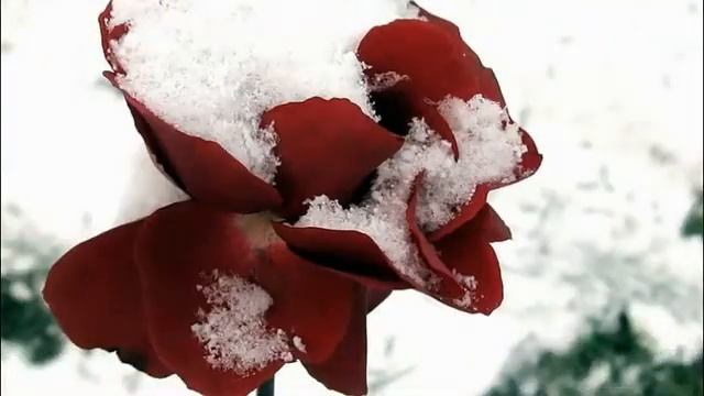 Снег на розах С Васюта гр Сладкий сон. смотреть онлайн