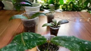 ??Хойи-новинки в моей коллекции. Clemensiorum, New Guinea Ghost и др.