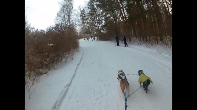 2 этап Кубка России по кинологическому спорту смотреть онлайн