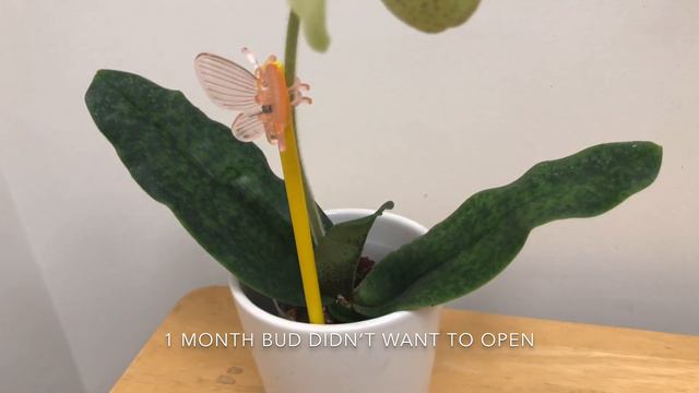 paphiopedilum malipoense x emersonii смотреть онлайн