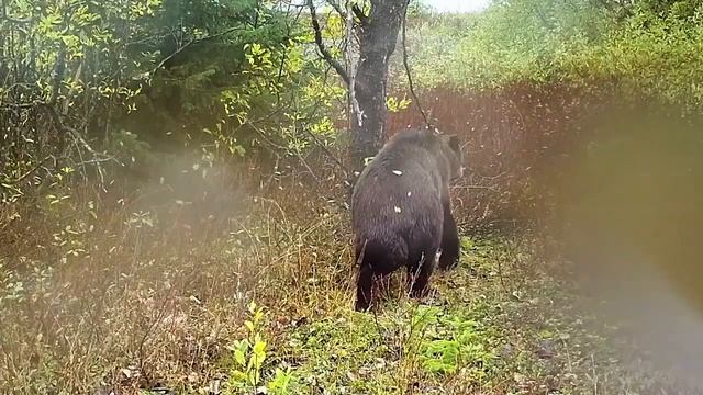 'Groovy' Brown Bear Enjoys Perfect Scratching Tree смотреть онлайн