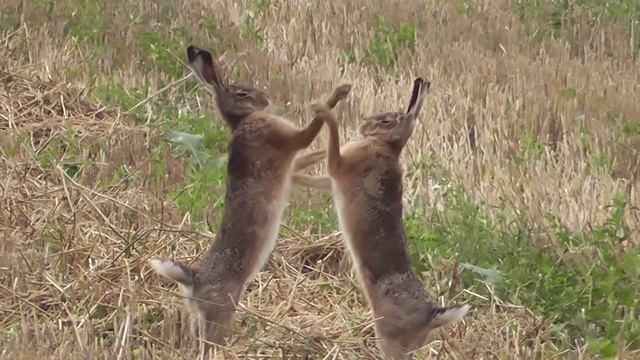 boxing hares in slow motion - boxende Hasen (Leporidae) смотреть онлайн