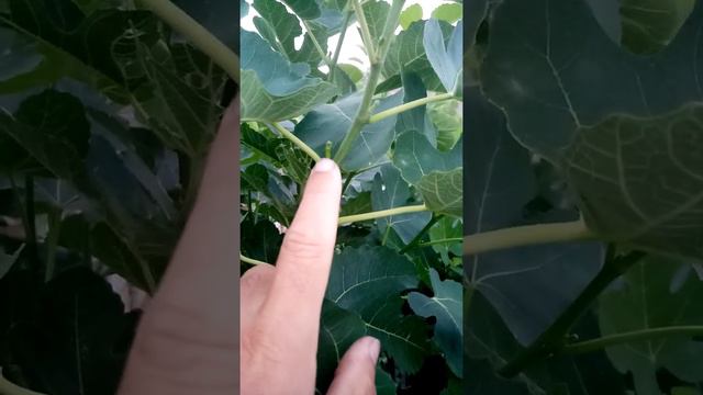 Инжир урожай, закладка второго взрослого дерева. смотреть онлайн