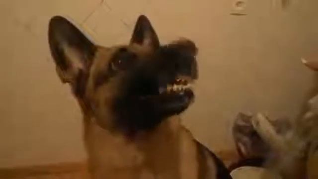 НЕМЕЦКАЯ ОВЧАРКА 10 смотреть онлайн