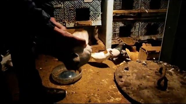 Голуби. смотреть онлайн