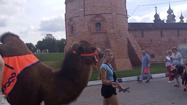 В Юрьев польском замечан верблюд 🐪 смотреть онлайн