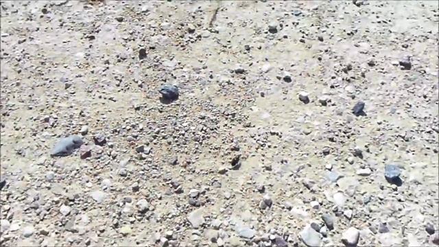 Chasing The Bug Pentax Optio LS465 Video Test (2016) смотреть онлайн