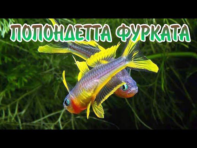 ПОПОНДЕТТА ФУРКАТА. СОДЕРЖАНИЕ И РАЗВЕДЕНИЕ В АКВАРИУМЕ смотреть онлайн