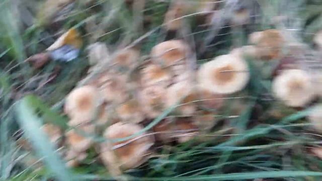 Опята грибы возле дома! смотреть онлайн