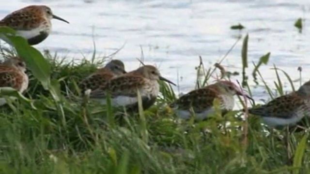 Растения и животные тундры смотреть онлайн