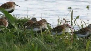 Растения и животные тундры