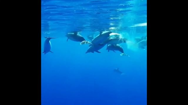 Música Relajante Sonido Terapia De Delfines 432h??????♂️?