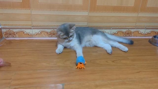 Leo cat vs the chicken ? Oh my God too cute P6 смотреть онлайн