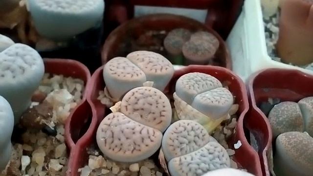 Lithops. Купила литопс, что делать с ним?