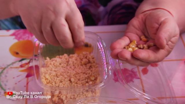 Сделайте это при посадке кукурузы и соберете богатый урожай! Посев кукурузы. смотреть онлайн