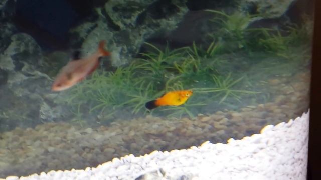 30 gallon half moon aquarium смотреть онлайн