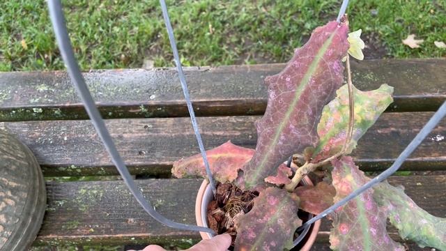 Hoya undulata: A Second Look смотреть онлайн