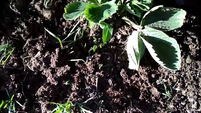 Обрезка клубники весной, когда обрезать клубнику весной. смотреть онлайн